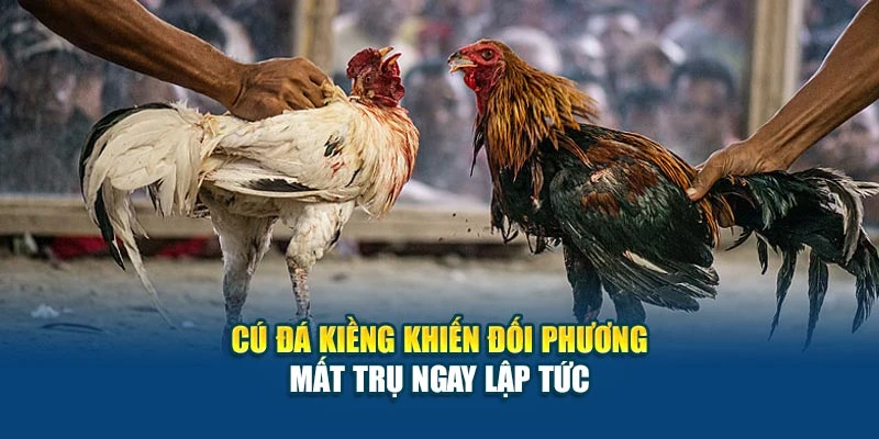 Cú đá kiềng khiến đối phương mất trụ ngay lập tức